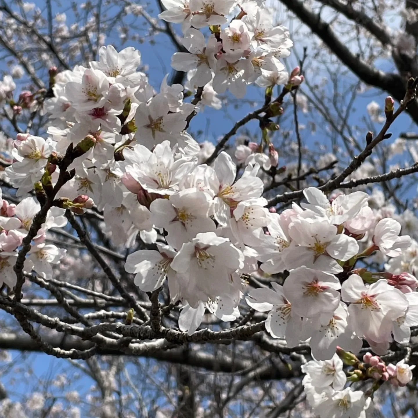 少し前ですが、茨城県庁周りの桜です🌸
