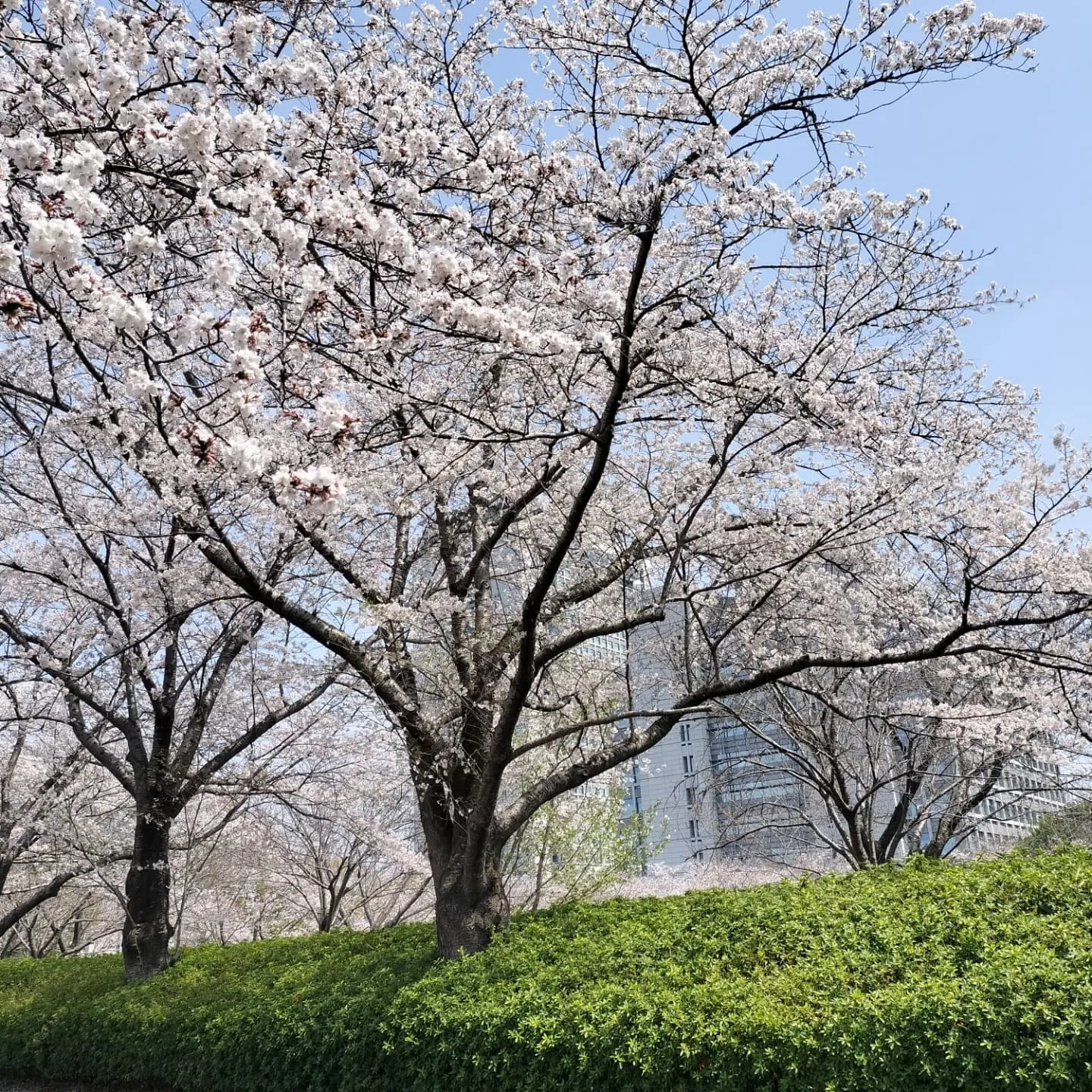 少し前ですが、茨城県庁周りの桜です🌸