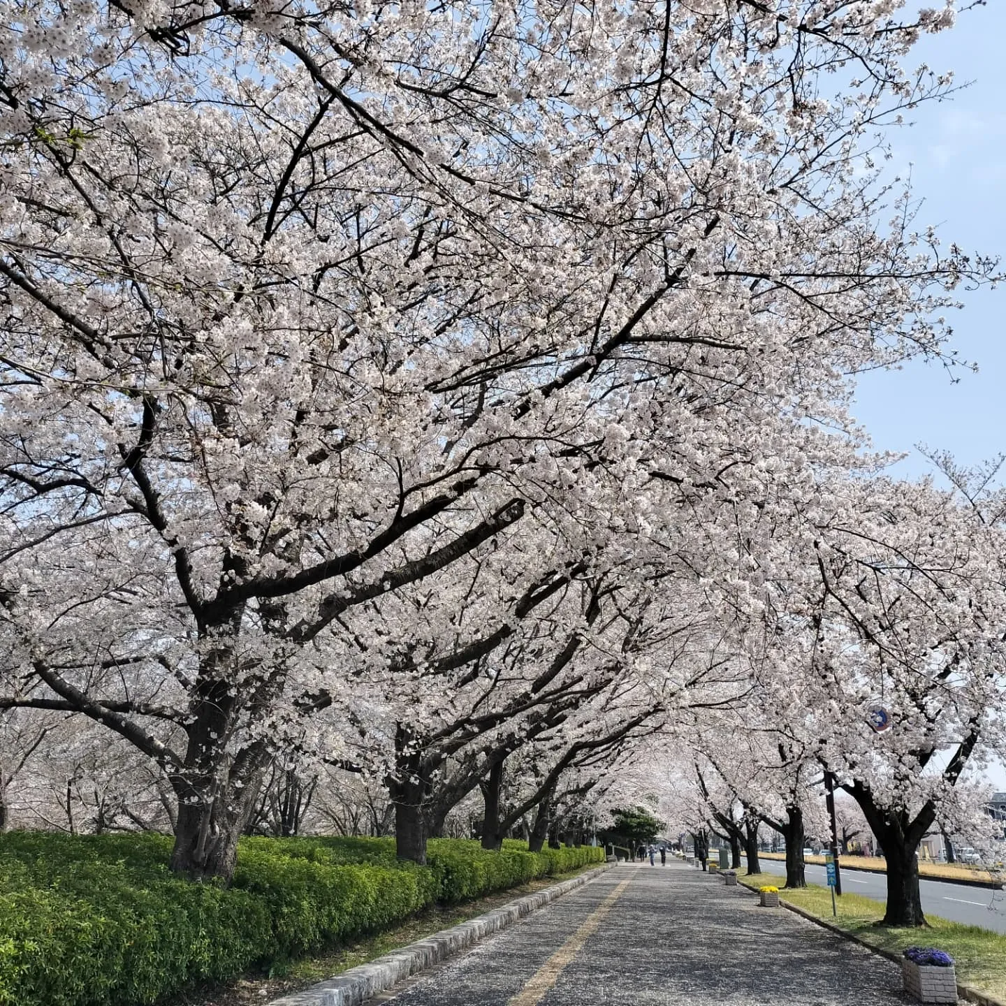 少し前ですが、茨城県庁周りの桜です🌸